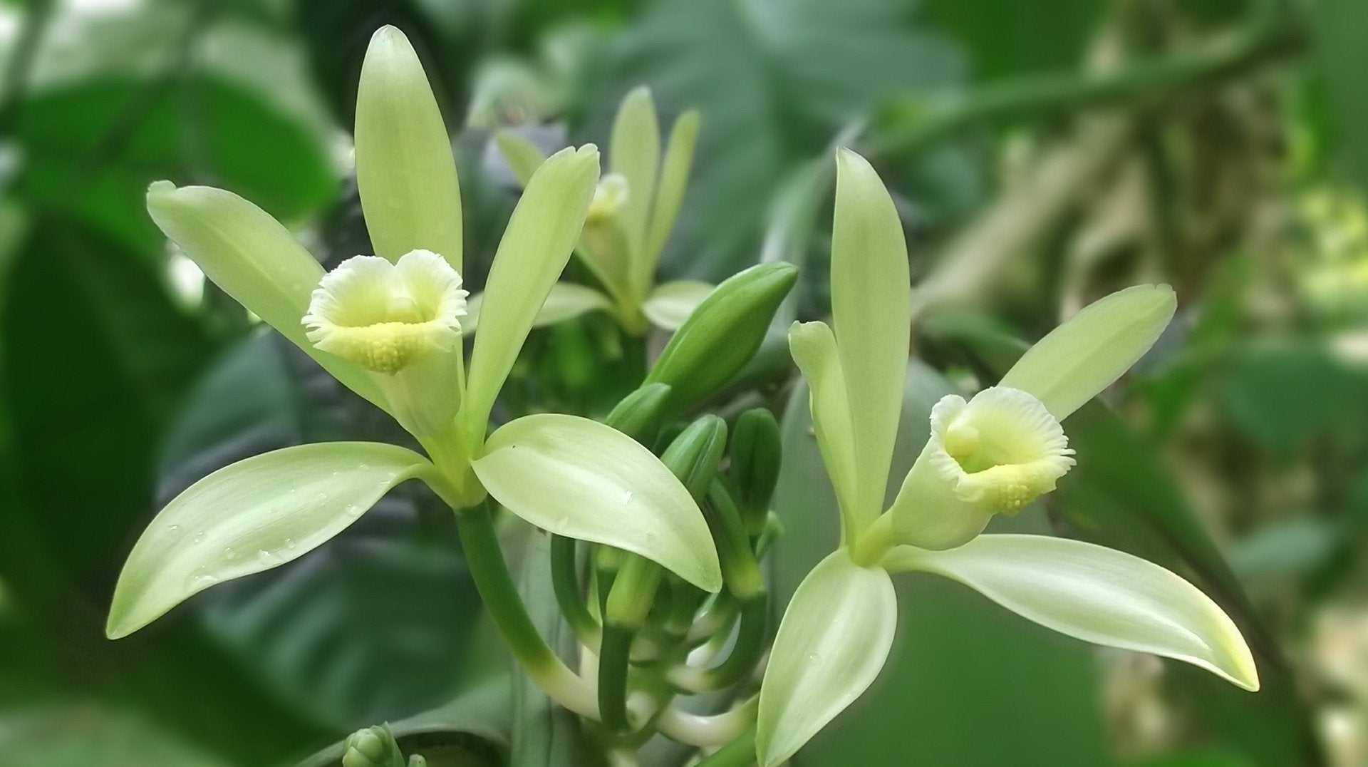 Vanille noire Bourbon poudre de gousses complètes broyées non épuisées 100%  Naturelle Origine Madagascar