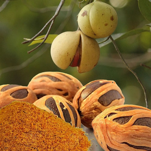 noix de muscade en poudre de Madagascar